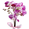 Dalmaçyalı Mor Orkide
