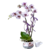Dalmaçyalı Orkide Çiçeği