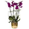 Mor Orkide Çiçeği