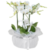 Seramikte 5 Dallı Beyaz Orkide