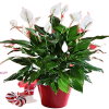 Spatifilyum Çiçeği
