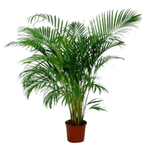 Areca Bitkisi