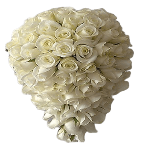 Beyaz Gül Gelin Çiçeği