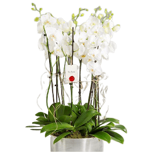 Phalaenopsis 6 Dal Beyaz Orkideler