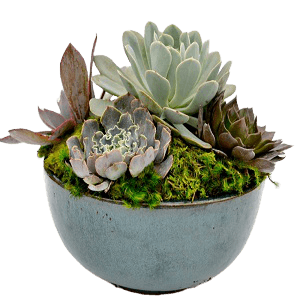 Teraryum Succulent